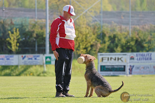 Airedale Terrier Zino von Haus Schirmer